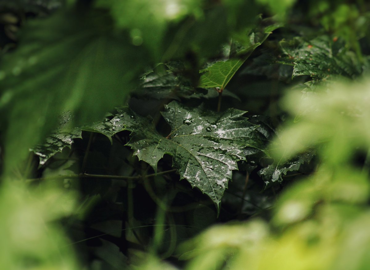 kimmaylou's tweet photo. 214/365
"Green is the radiant world..."
–James Oppenheim, "Sonnets: X," War and Laughter, 1916
Day 2 of 30 Days of Composition: Framing
#aywmc #project365 #30daysofcomposition #frame #framing #green #rainy #leaves #naturephotography #nature #photoaday #photooftheday https://t.co/DxKPtBTIA7