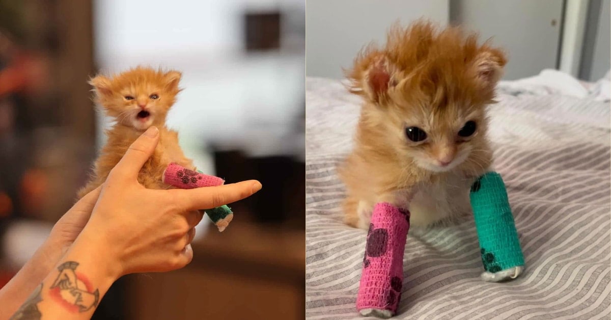 bubblywaffo's tweet photo. Tater Tot died. 

I am so upset. 

Tater Tot touched so many in such a short amount of time. 

#RipTaterTot #Bonkers #Stompers https://t.co/gBFZXKzYSQ