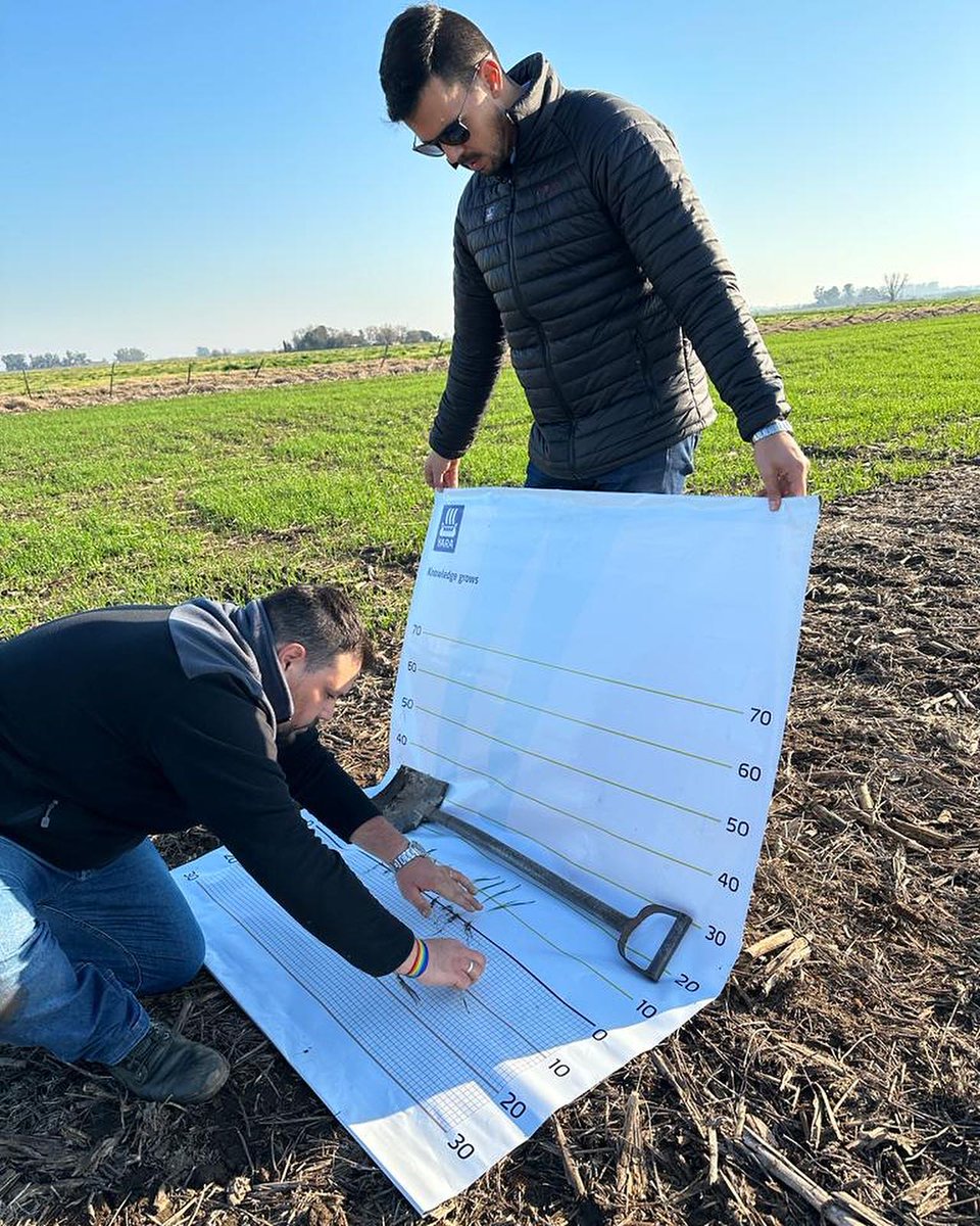 ¡Feliz inicio de agosto👏🏻! Nosotros empezamos el mes con la visita al ensayo de trigo de Yara Argentina junto a Innova-Agroservicios . 📸 por Adrián Balsa y Federico Golfetto 👏🏻