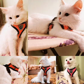 cleanse29's tweet image. Cat Harness Vest Walking Lead Leash For Puppy Dogs Collar Polyester Adjustable Mesh Dog Harness For Small Medium #PetAccessories #PetStore

Original price: USD 4.60

Now price: USD 3.22

More details : catshopnearme.blogspot.com

#catstore, #meowlover, #cats