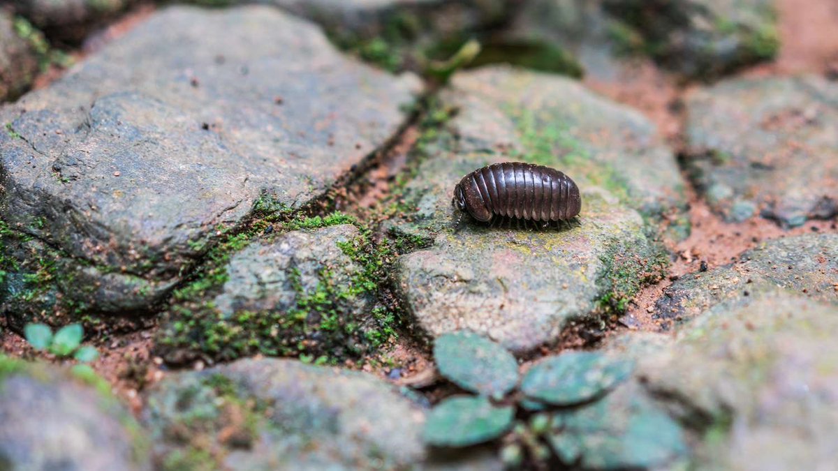 chillextremist's tweet photo. Arguably goated bug not scary at all and lowkey kinda cute just chills and eats plants stays in its own lane etc https://t.co/a1X1B7i9Tq