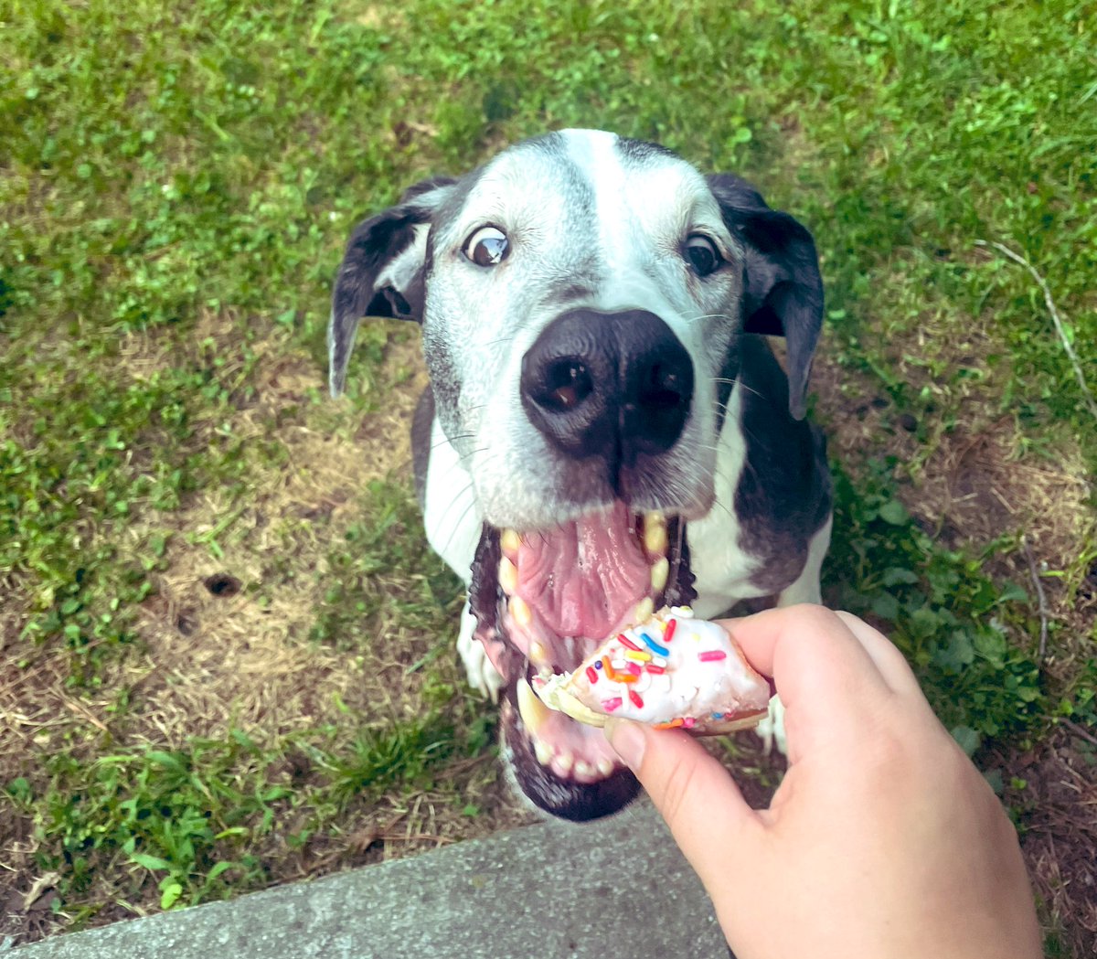 _MomToAPrincess's tweet photo. Tasty treats for this guy because he turned TEN today 🥹💙🐶 https://t.co/eePwIqEvB8