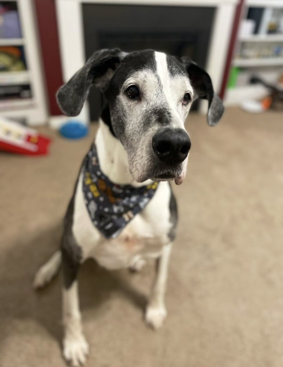 _MomToAPrincess's tweet photo. Tasty treats for this guy because he turned TEN today 🥹💙🐶 https://t.co/eePwIqEvB8