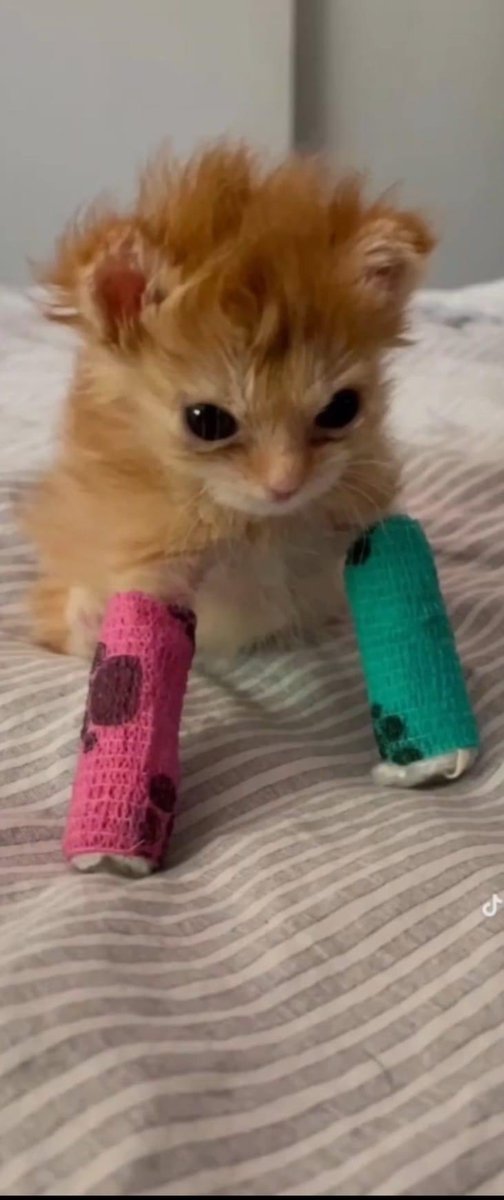 Ghourhees's tweet photo. Tator Tot passed away this is the worst news of 2023 https://t.co/m6IgiT1nXW