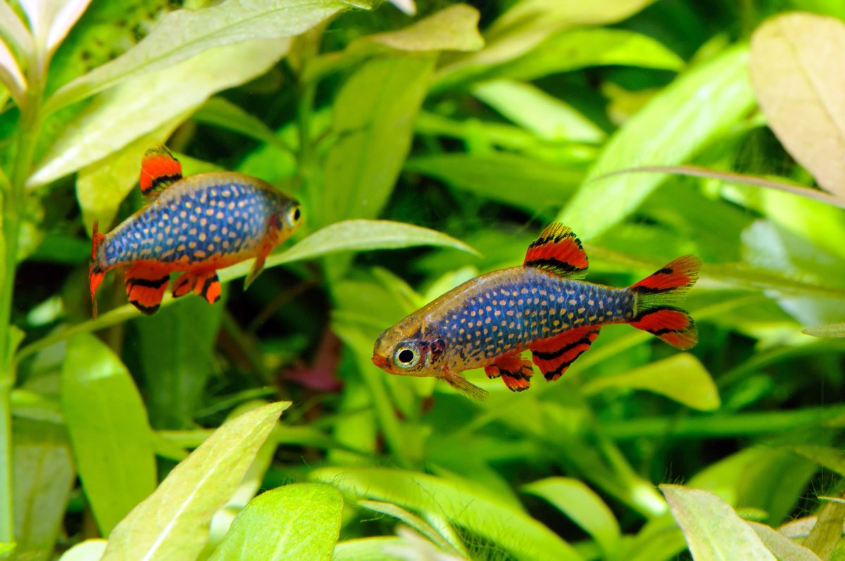 AW_SanDiego's tweet image. 🐠 🌿 💡 
Do plants thrive with LED lighting? Here&apos;s everything you need to know: bit.ly/3DKjsde

.
#LED #plantedtank #plants #aquariums #fishtank #aquariumfish #aquariumlight #aquariumcare #sandiego #aquaticwarehouse