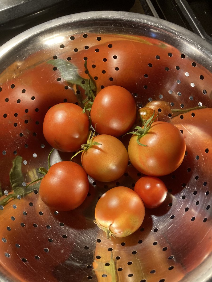slingerpete1's tweet photo. First crop, bit behind @graham_parry How’s the @cfc_williams doing? https://t.co/GU9aIW4geA
