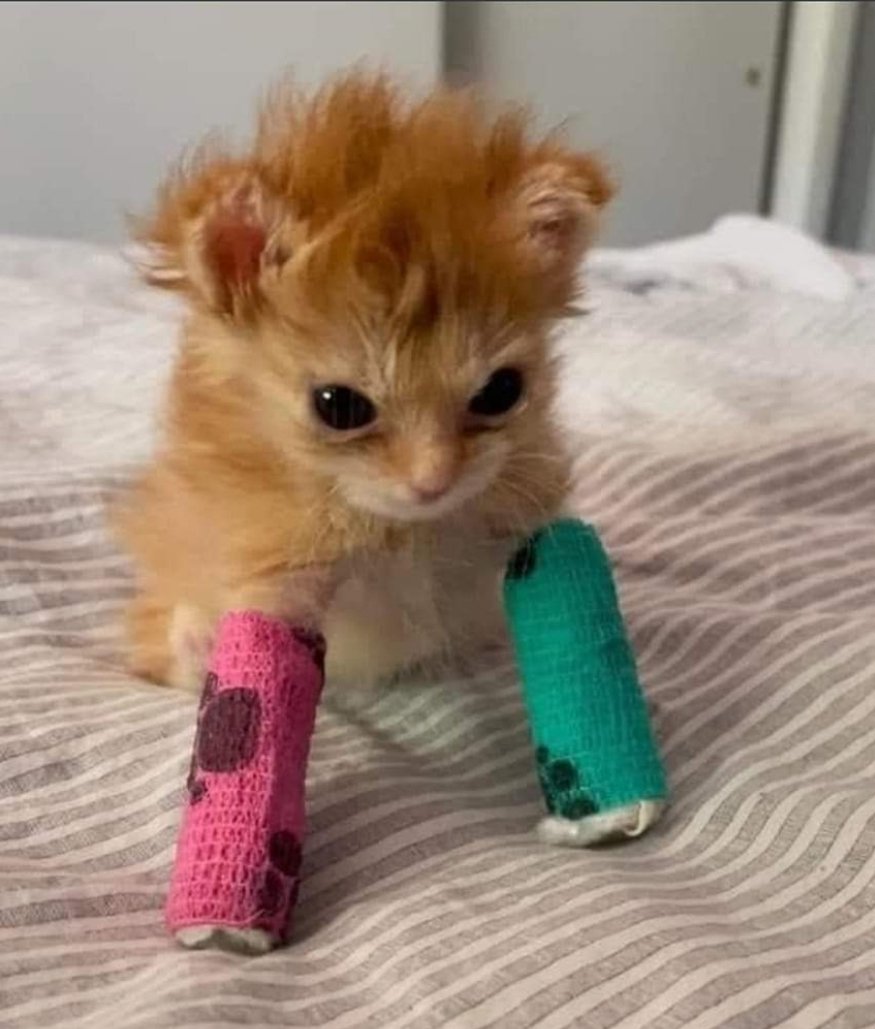 ohgemma__'s tweet photo. It's 2am and I'm crying about a cat passing away that I've never met. #RipTaterTot https://t.co/CKH1F3bSTU