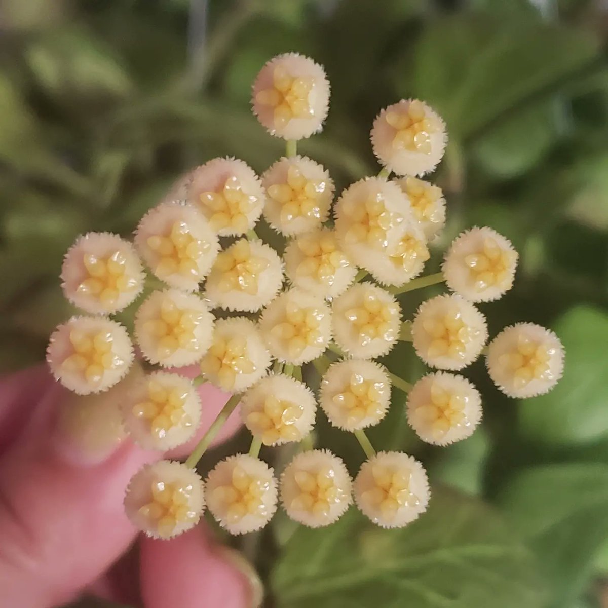 padellie's tweet photo. The big, beautiful Hoya Obscura I won from Camila's Garden in May has bloomed! The 1st bloom is opened all the way & the 2nd is about to open any day (sorry that pic is blurry, I was excited π)! Thank you again, Camila's!
ππΊπ #Hoyas #HoyaObscura #NowInBloom #GrowWhatYouLove https://t.co/kmhR8MkZ0J