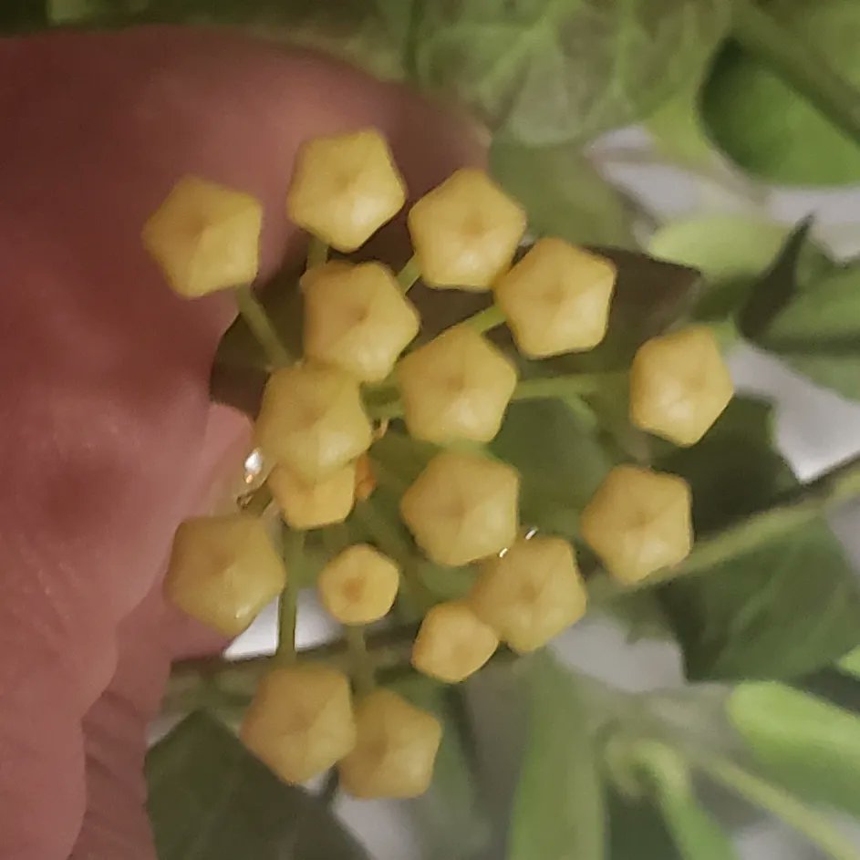 padellie's tweet photo. The big, beautiful Hoya Obscura I won from Camila's Garden in May has bloomed! The 1st bloom is opened all the way & the 2nd is about to open any day (sorry that pic is blurry, I was excited π)! Thank you again, Camila's!
ππΊπ #Hoyas #HoyaObscura #NowInBloom #GrowWhatYouLove https://t.co/kmhR8MkZ0J