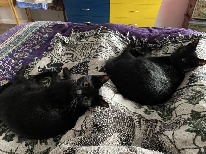 My beautiful 😻 darling kittens ~ little prince and princess ~ 💖 https://t.co/NgcOM84IX0