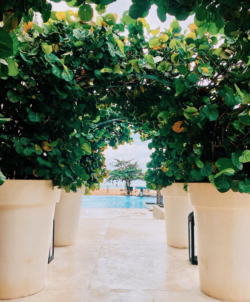 themuliabali's tweet photo. When life gives you coconuts, turn them into the best summer drinks! ๐น๐ฅฅ#MuliaDining #EscapetoMulia
Credit: @_adelaidegal https://t.co/j7MwpCMHnQ