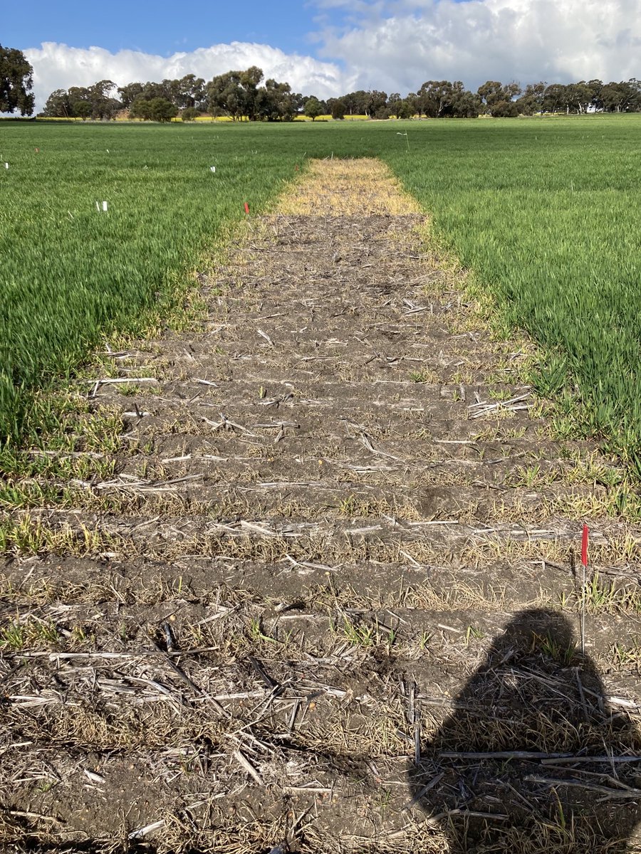 DanielP31166171's tweet photo. Guess which strip had Terrador @ 40g added to the Crucial. @NufarmAustralia https://t.co/upjB5rxFTc