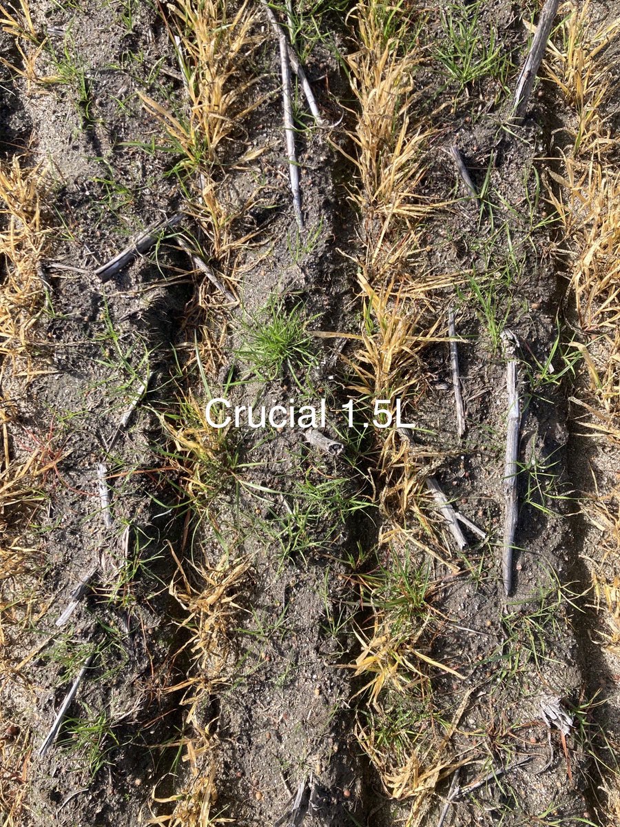 DanielP31166171's tweet photo. Guess which strip had Terrador @ 40g added to the Crucial. @NufarmAustralia https://t.co/upjB5rxFTc