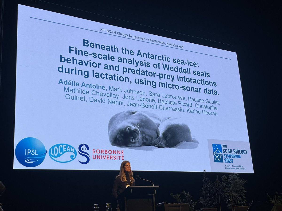 Adélie Antoine gave a great talk about Weddell seals at the #ScarBiology2023