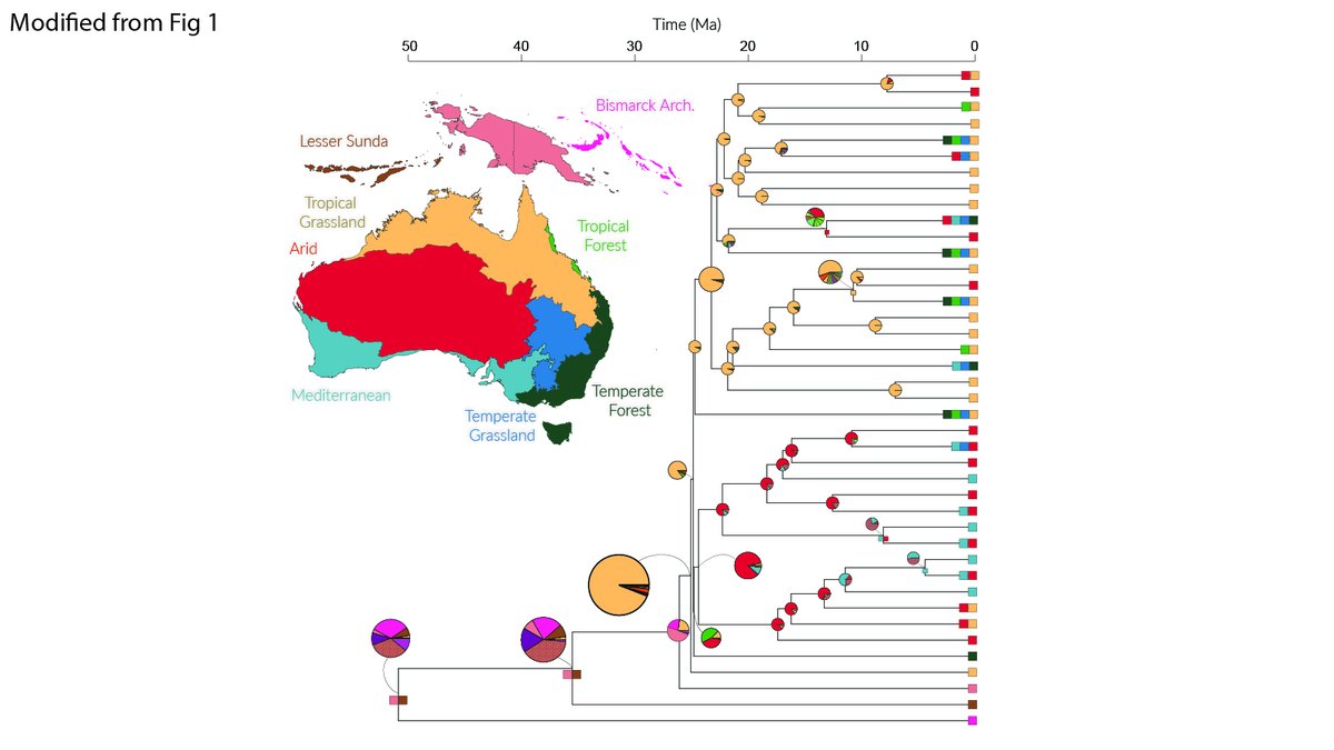 PutterT's tweet photo. (4/10) We found that ancestral Australian blindsnakes occupied tropical grasslands, but later transitioned into other biomes on the continent, including multiple transitions into the arid biome. #BioGeoBEARS https://t.co/HqwbmQ4eO5