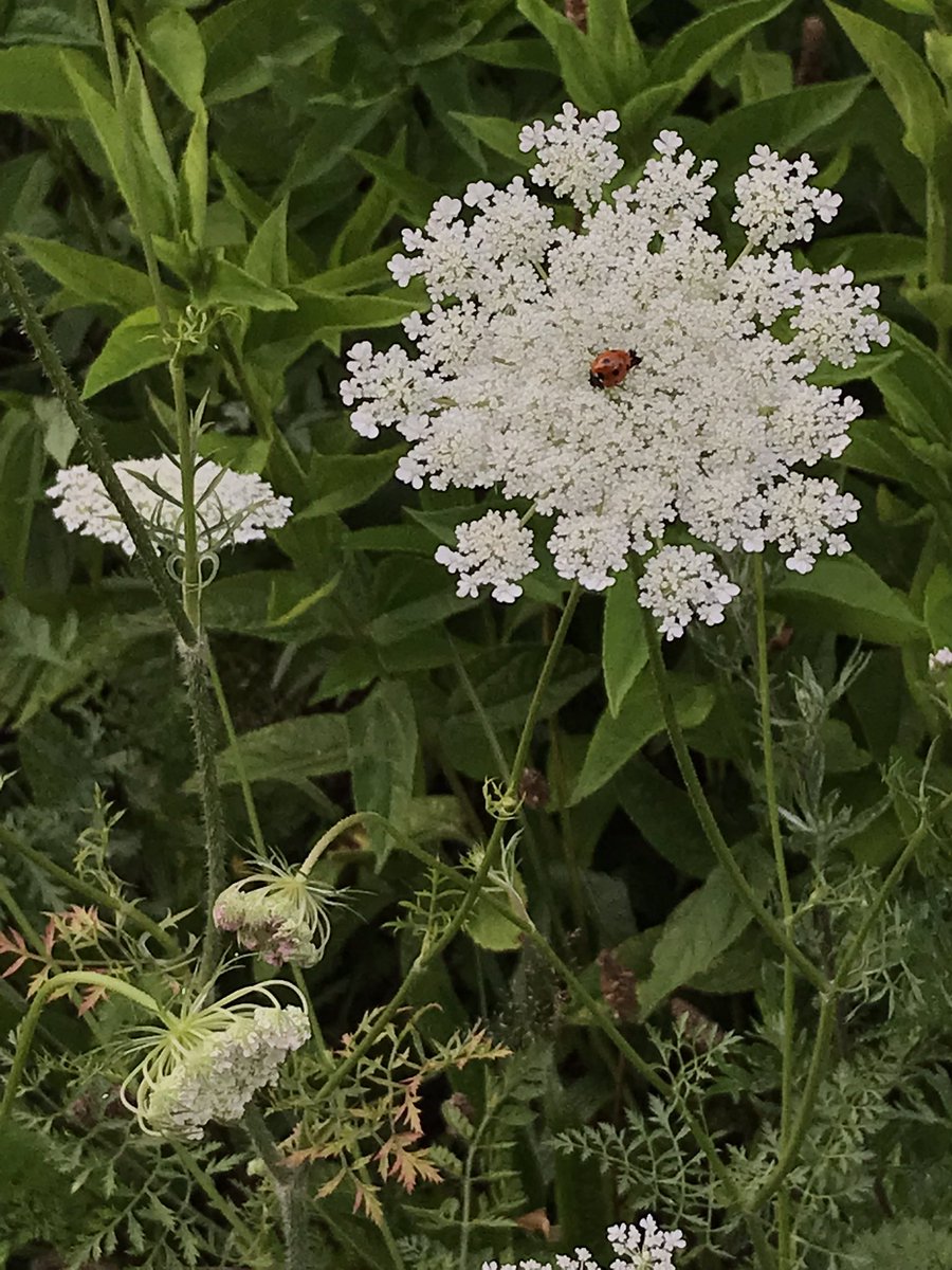 Little ladybug