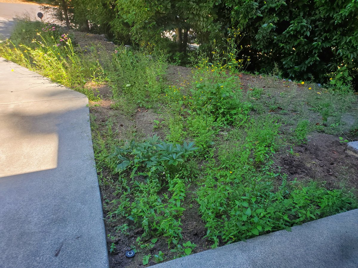 CampMowService's tweet photo. Lots of weeding happening this summer. Call now to get your beds cleaned up!

#landscape #landscaping #weeding #garden #gardening https://t.co/tej4gtZ74e