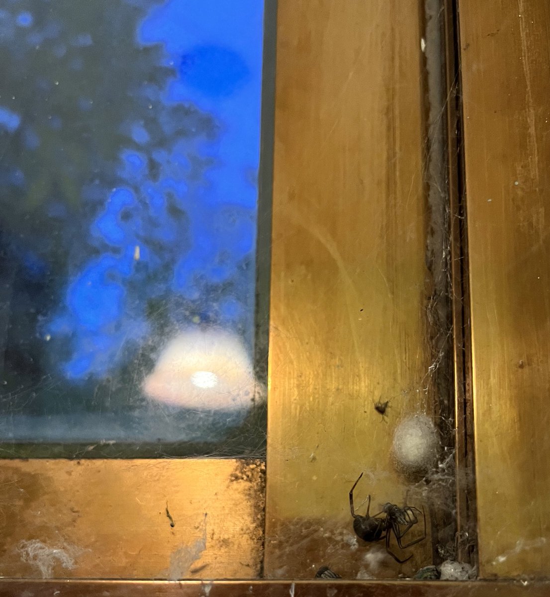 TMavii12's tweet photo. @Arachno_Cosas aiudaaa, esta amiga agarró confianza y ya está haciendo familia jajaja necesito reubicarla 🥺, es de IM? 

Saludos https://t.co/CruH4kyT9O