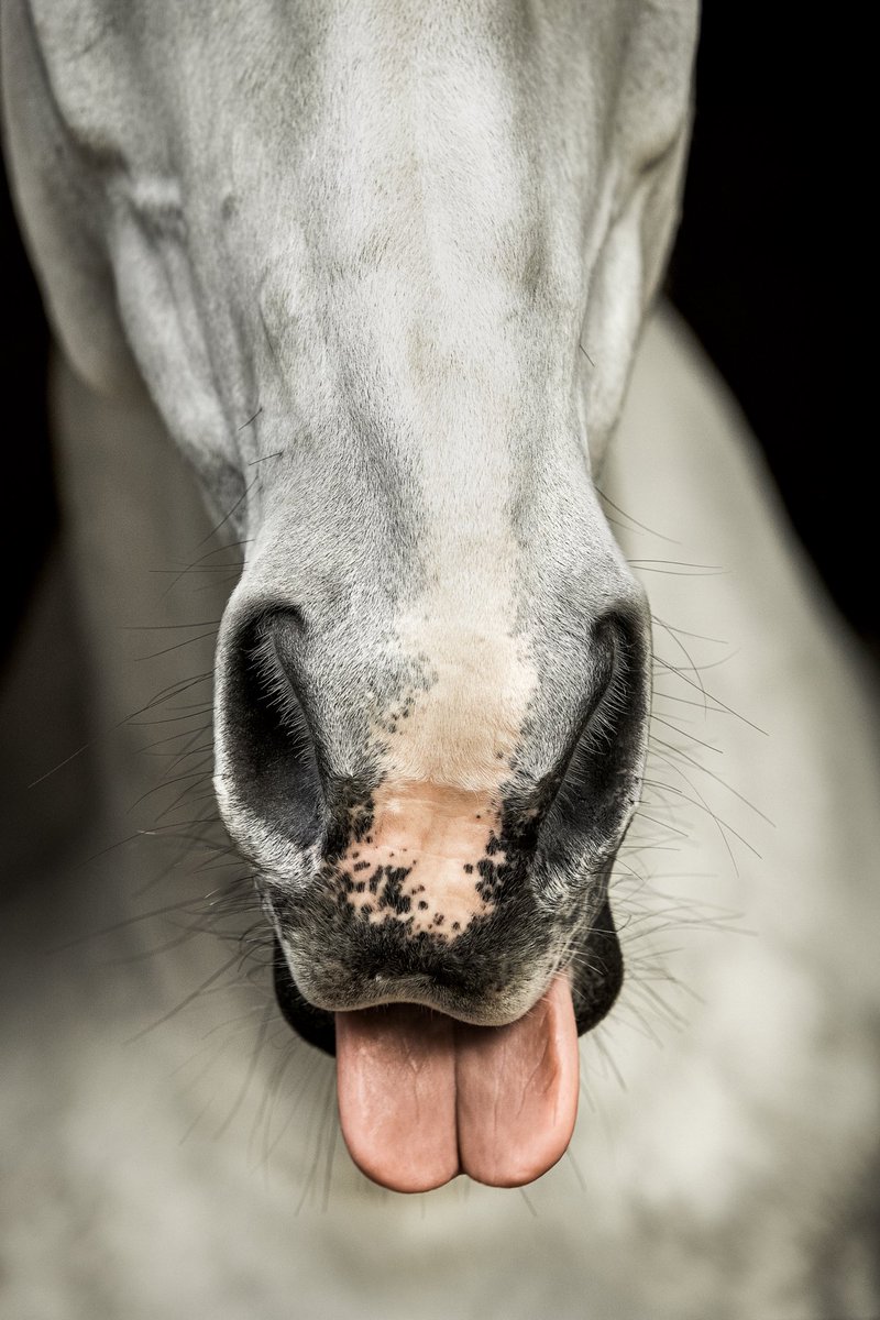 CacaRedig's tweet photo. LIKE A ROLLING STONE
2023
Limited Editions
Copyright - Cacá Redig
This is my style, this is my world, this is my art.
#fineartphotography #cacaredig #equinephotography #horselovers #homedecor #art #contemporaryart #nftphotographer #cacaredigphotographer #awardwinnerphotographer https://t.co/7kPTpKghOW