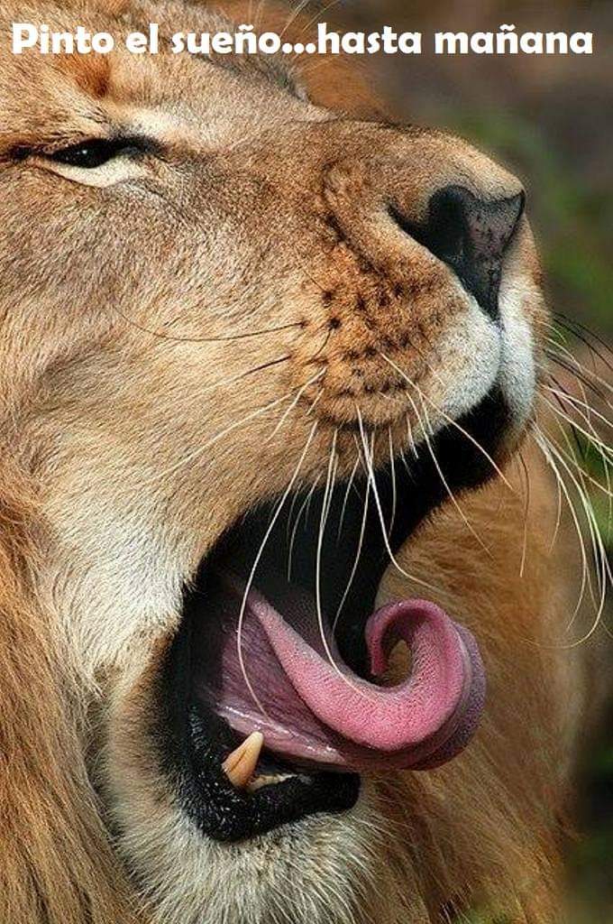 Hasta mañana y que descansen gente linda, DIOS LOS BENDIGA!!