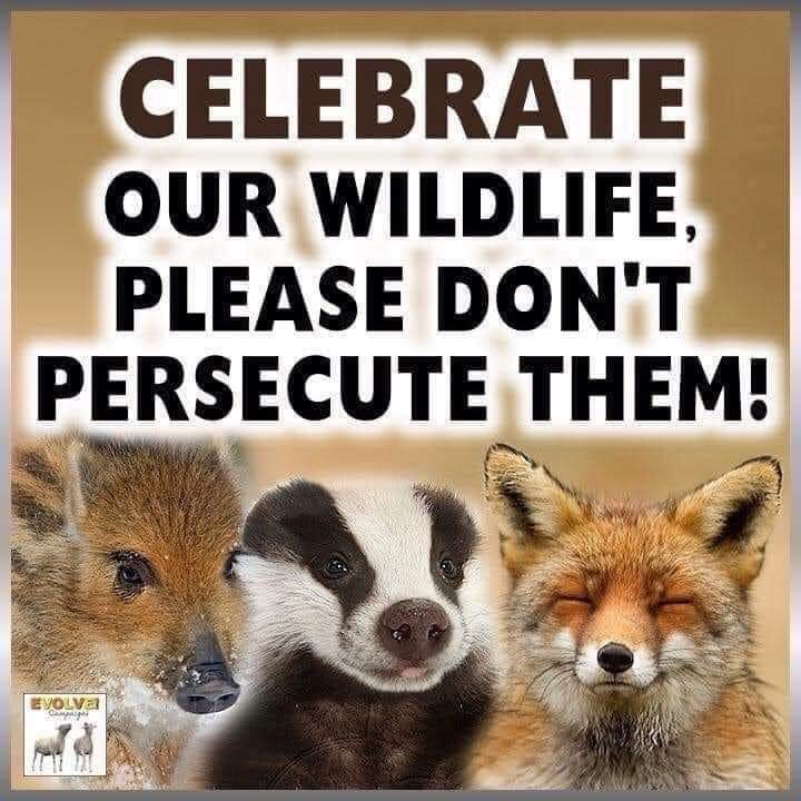 Please CELEBRATE our precious WILDLIFE and NOT PERSECUTE them! 🙏
#StrengthenTheBan
#RecklessClause
#BanTrailHunting
#CustodialSentencesForFoxHunting
#StopBadgerCull