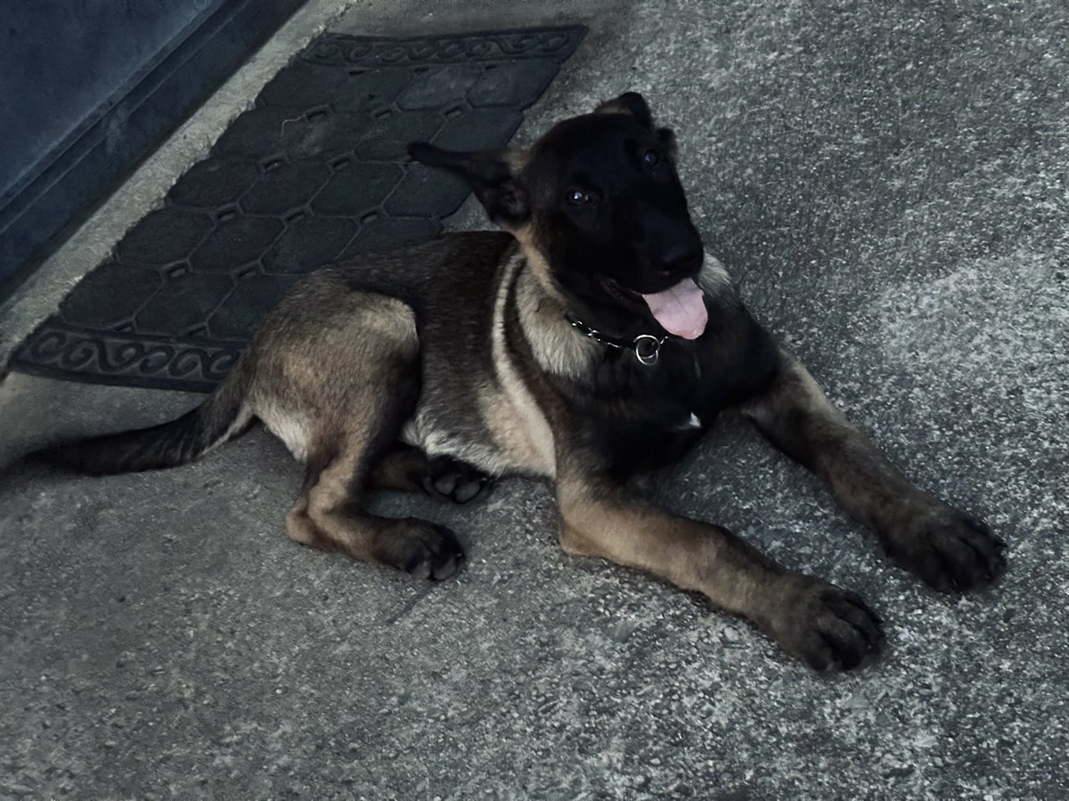 ryanmfoto's tweet photo. 📱 snapshots of my boy, royal.
he’ll be 15 wks old in three days.
his mom, my dog millie had a litter of 13 & he’s been my fav. from the jump. super intelligent.
#malinois #malX #belgianmalinois #mal #dogs #maligator🐊
#furmissile 🐕💨 https://t.co/nZBqST5fSy