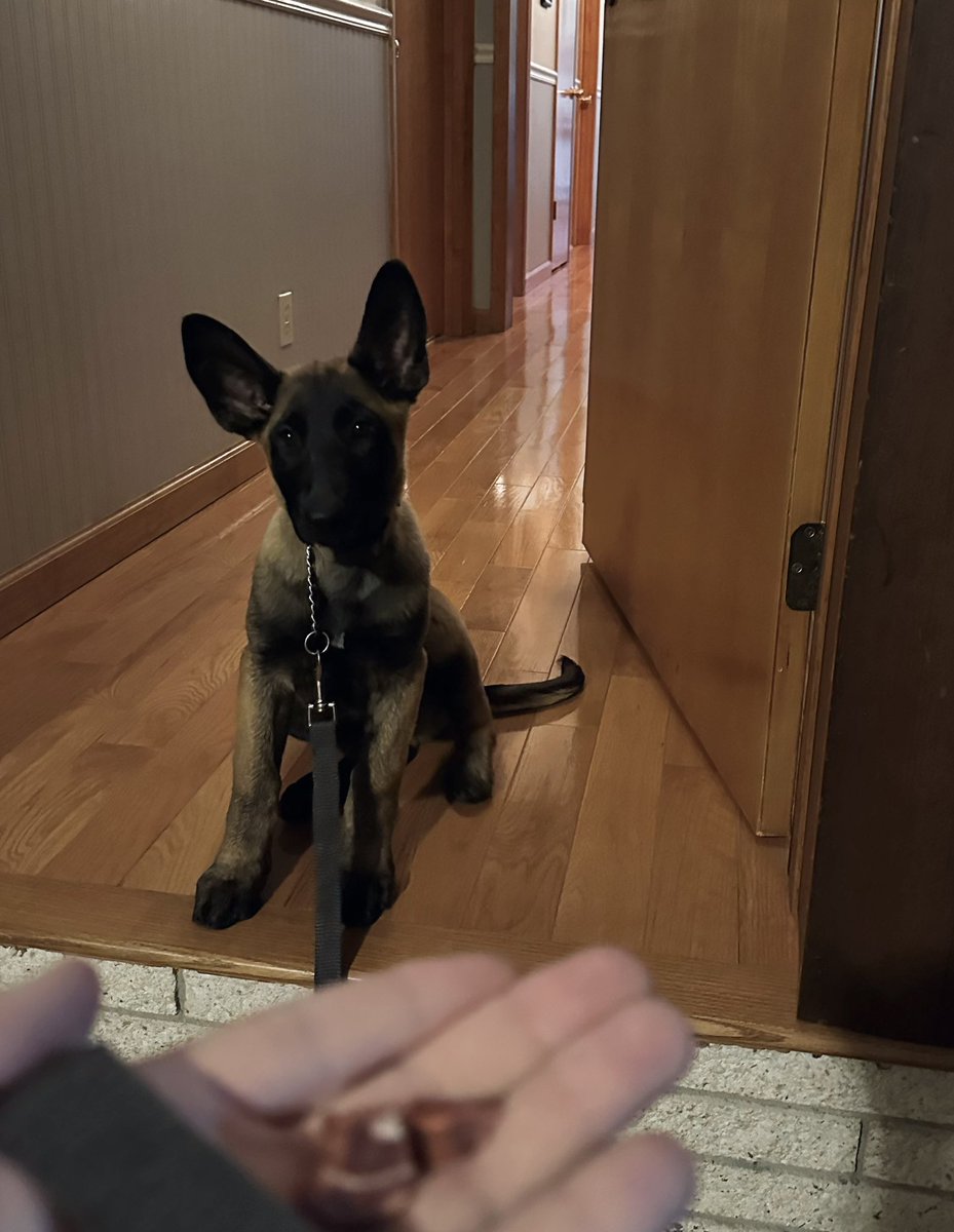 ryanmfoto's tweet photo. 📱 snapshots of my boy, royal.
he’ll be 15 wks old in three days.
his mom, my dog millie had a litter of 13 & he’s been my fav. from the jump. super intelligent.
#malinois #malX #belgianmalinois #mal #dogs #maligator🐊
#furmissile 🐕💨 https://t.co/nZBqST5fSy