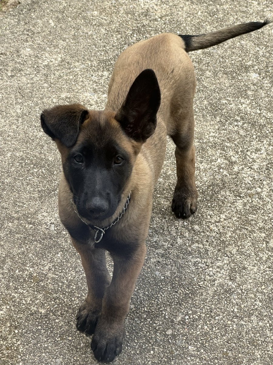 ryanmfoto's tweet photo. 📱 snapshots of my boy, royal.
he’ll be 15 wks old in three days.
his mom, my dog millie had a litter of 13 & he’s been my fav. from the jump. super intelligent.
#malinois #malX #belgianmalinois #mal #dogs #maligator🐊
#furmissile 🐕💨 https://t.co/nZBqST5fSy