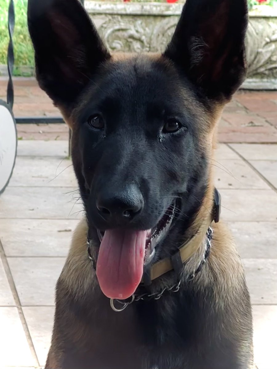 ryanmfoto's tweet photo. 📱 snapshots of my boy, royal.
he’ll be 15 wks old in three days.
his mom, my dog millie had a litter of 13 & he’s been my fav. from the jump. super intelligent.
#malinois #malX #belgianmalinois #mal #dogs #maligator🐊
#furmissile 🐕💨 https://t.co/nZBqST5fSy