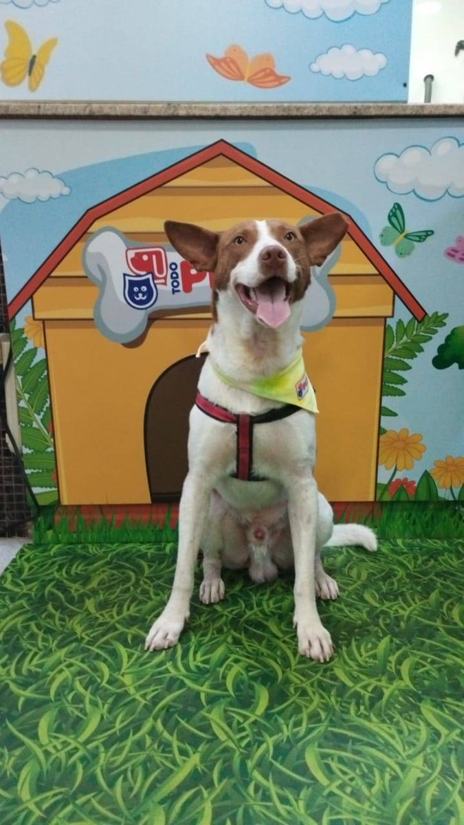 PerroUsuario's tweet image. RT @Dra_Guaripete: Él es Manchas, vive en la calle pero está buscando una familia que lo adopte. Es un perrito super tranquilo, está ahorita con mis papás, pareciera que era un perrito de casa. Si saben de alguien que esté interesado en Caracas, pueden escribir al 04143813923