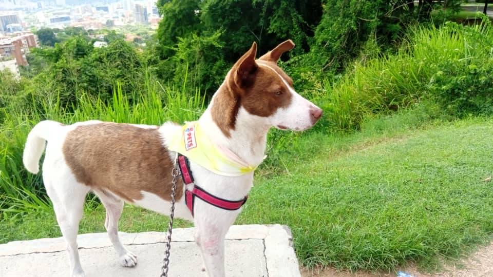 PerroUsuario's tweet image. RT @Dra_Guaripete: Él es Manchas, vive en la calle pero está buscando una familia que lo adopte. Es un perrito super tranquilo, está ahorita con mis papás, pareciera que era un perrito de casa. Si saben de alguien que esté interesado en Caracas, pueden escribir al 04143813923