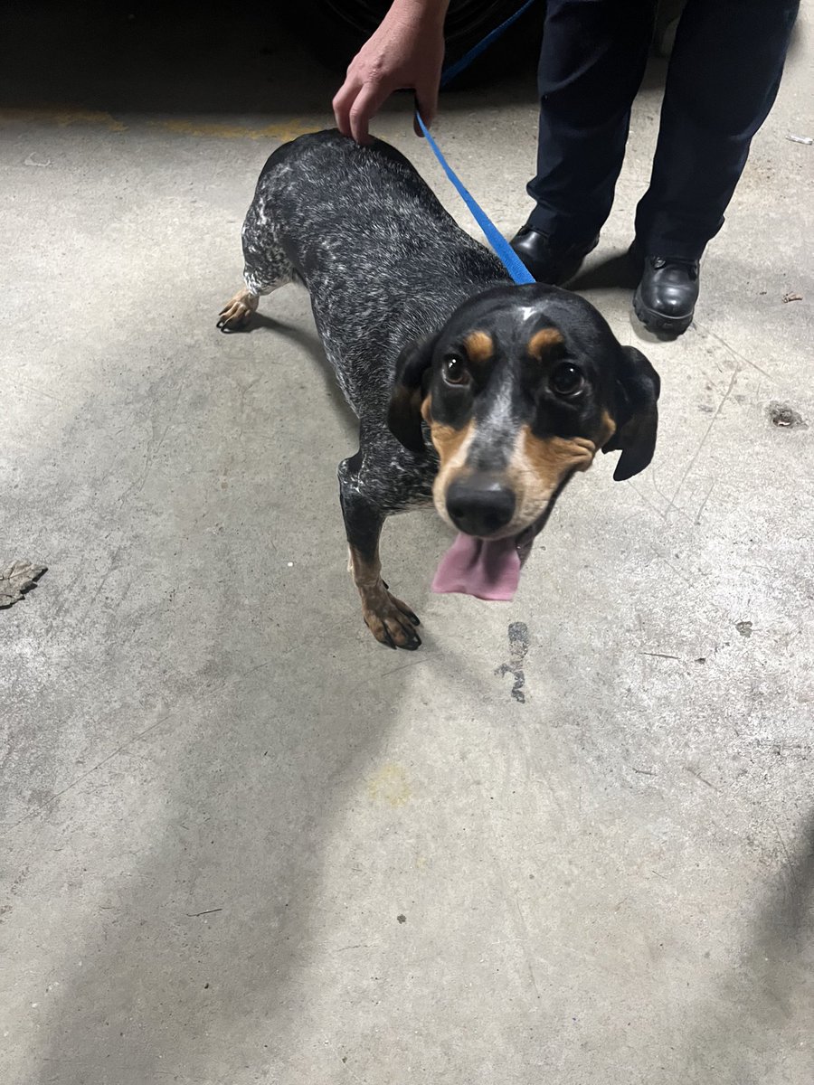 This dog was found on Deblin Dr. Please contact Clermont County Communications Center at (513) 732-2231 to arrange for pickup. Thanks!