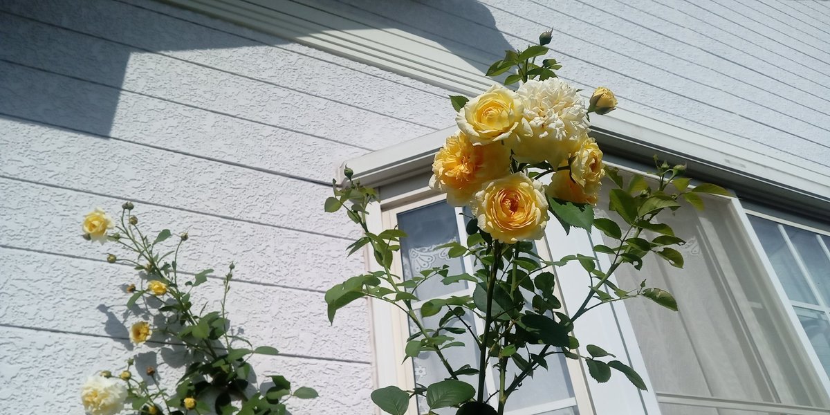 Garden220424's tweet image. 8月3日☀32.6℃💧61%🌀1.6m/s
♡猛暑🔥園芸作業はお休み
🌹🚿夕方たっぷり水やり💦
シュートも放置……開花が続く
#ThePilgrim ER.1987
#パパのGarden日誌