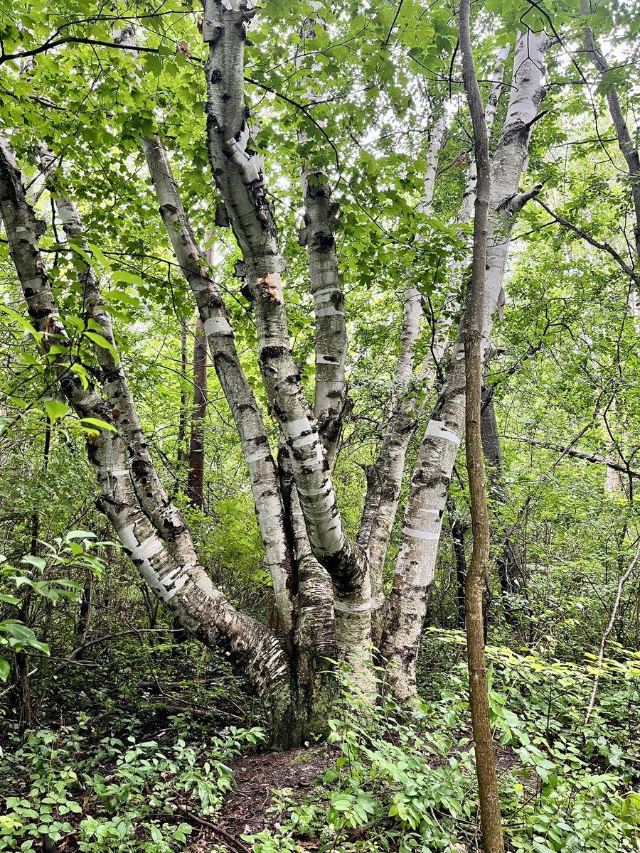 seavt2008's tweet photo. Clay Cliff Natural Area #UP23 #Michigan2023 #sunmervacation2023 https://t.co/oREQazKwP8