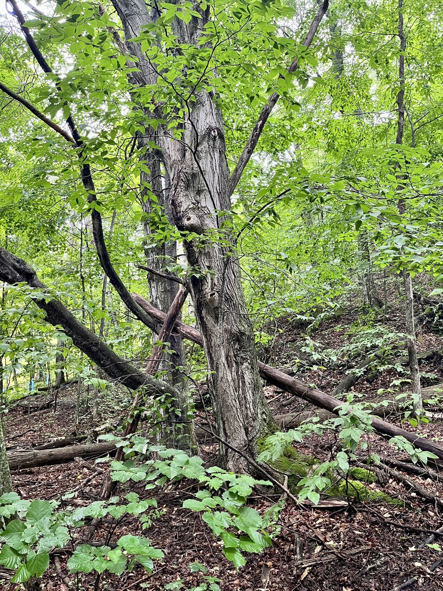 seavt2008's tweet photo. Clay Cliff Natural Area #UP23 #Michigan2023 #sunmervacation2023 https://t.co/oREQazKwP8