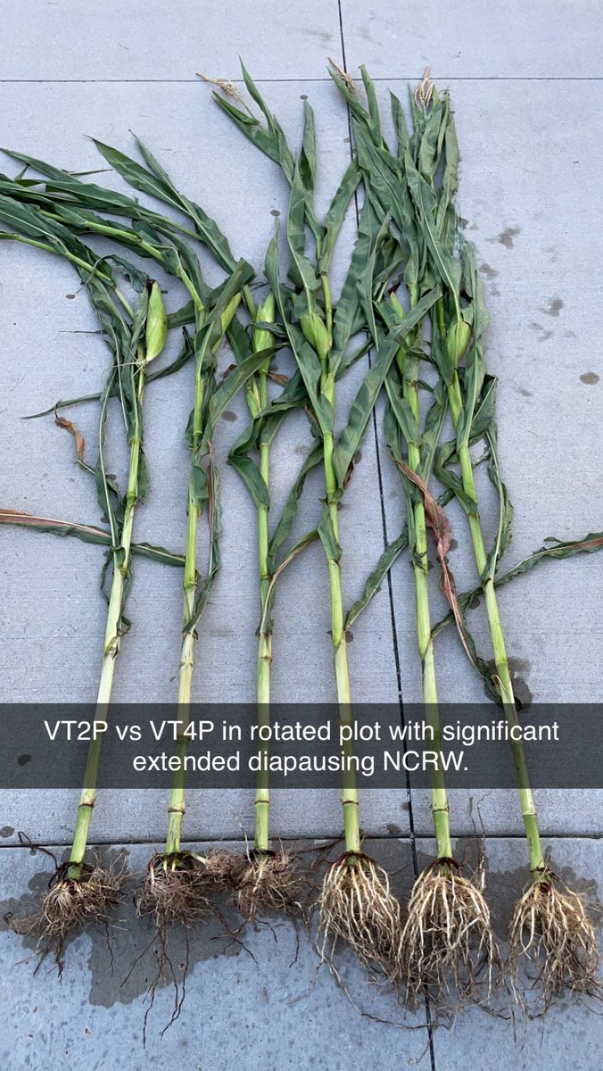 tony weis tweet media