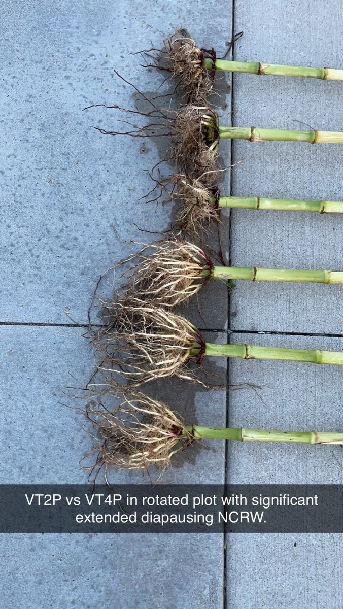 tony weis tweet media