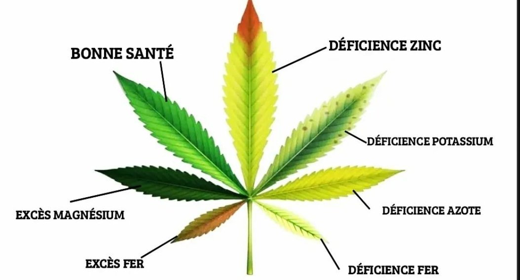 studio_seeds's tweet photo. @MarijuanaSeeds @CannabisNews https://t.co/JSfat7R9JA