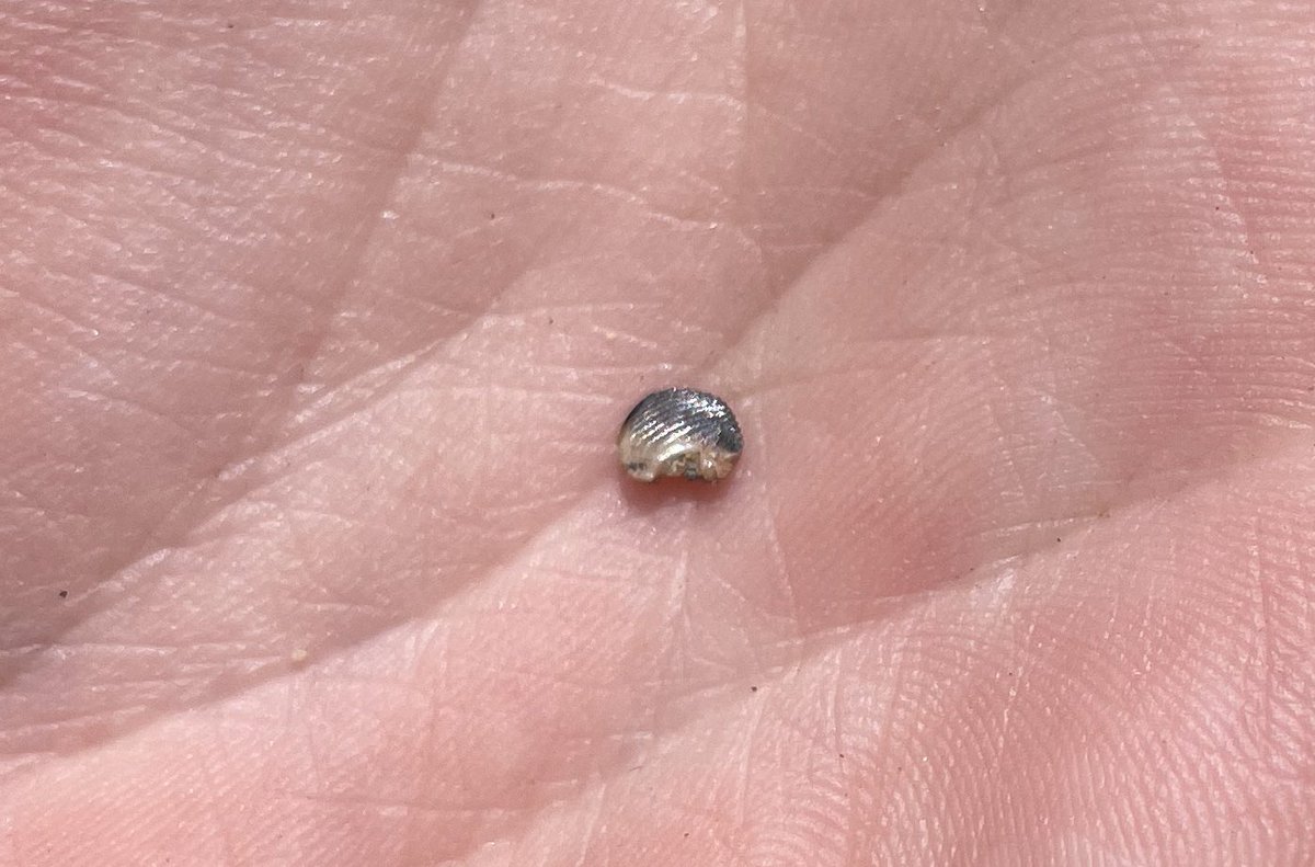 Penultimate day of collecting for the #CretaceousBighornProject crew and we spent it in the Paleocene (Ft. Union Fm; Tiffanian). Pictured here are a few of the #multituberculate blade-like premolars (p4) found today—the pinnacle of mammalian dental evolution!