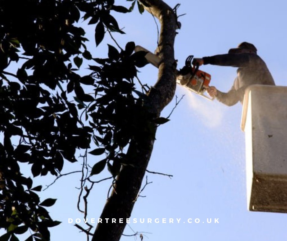 Arbor Masters: Crafting Nature's Canopy with Expert Tree Surgeons. Call Dover Tree Surgery now to schedule a consultation.

#treefelling #treecutting #treesurgeons