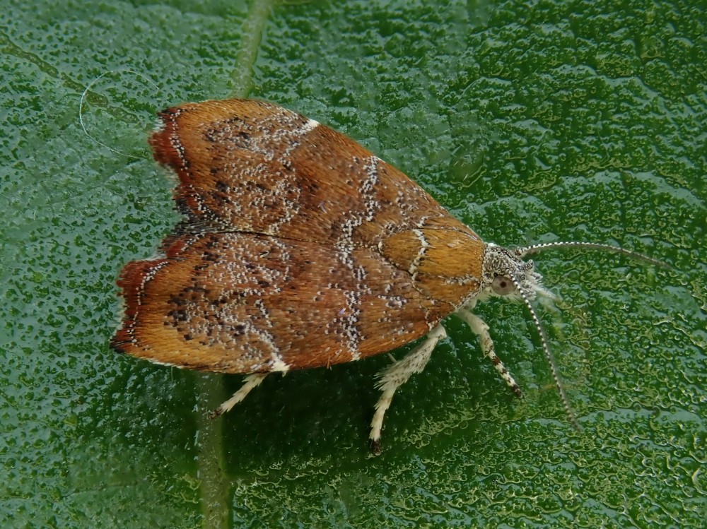 New website photo: Choreutis nemorana Reared from larva (Photo: Phil Barden) dlvr.it/St73Yp