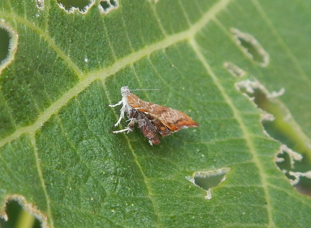 New website photo: Choreutis nemorana (Photo: George Fowler) dlvr.it/St73Zs