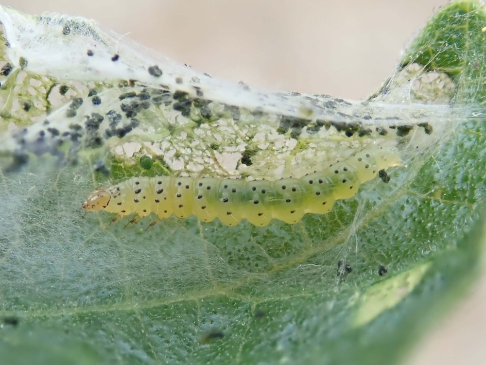 New website photo: Choreutis nemorana Larva on Ficus carica (Photo: Phil Barden) dlvr.it/St73ZS