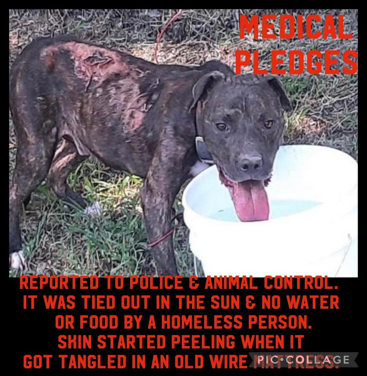 carawil17888192's tweet photo. WE HAVE A RESCUE NEED PLEDGES❗️

This dog has been reported to police and animal control.  It was tied out in the sun and no water or food by a homeless person

Skin started peeling when it got tangled in old wire mattress

Mt Pleasant TX 

#adoptdontshop #rescue
#texas #adopt https://t.co/J81lSa4R3a