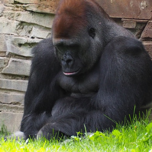 Pov you're watching me eat your entire jungle: