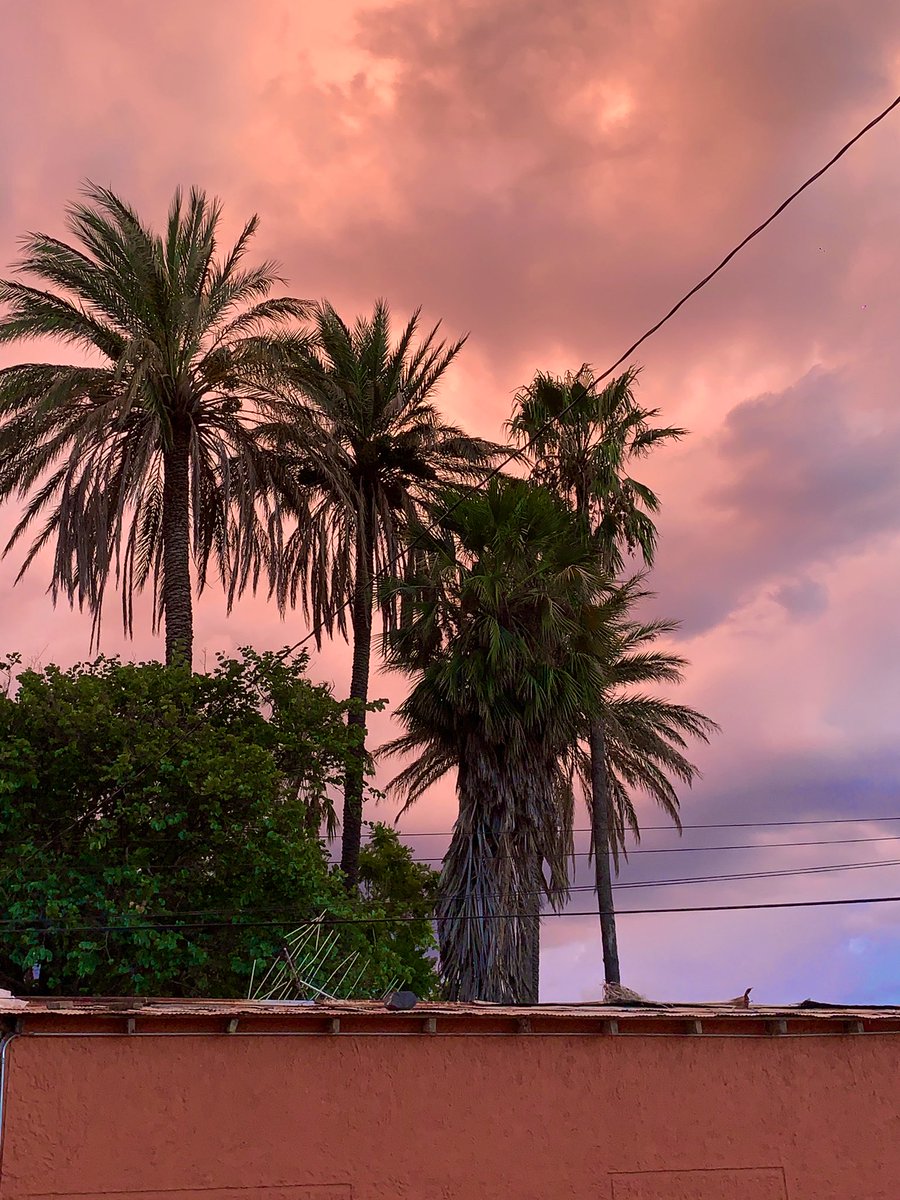 Jessi_EV1's tweet photo. 🌴🍃☁️🌫️💓 https://t.co/7kSDLNnTER
