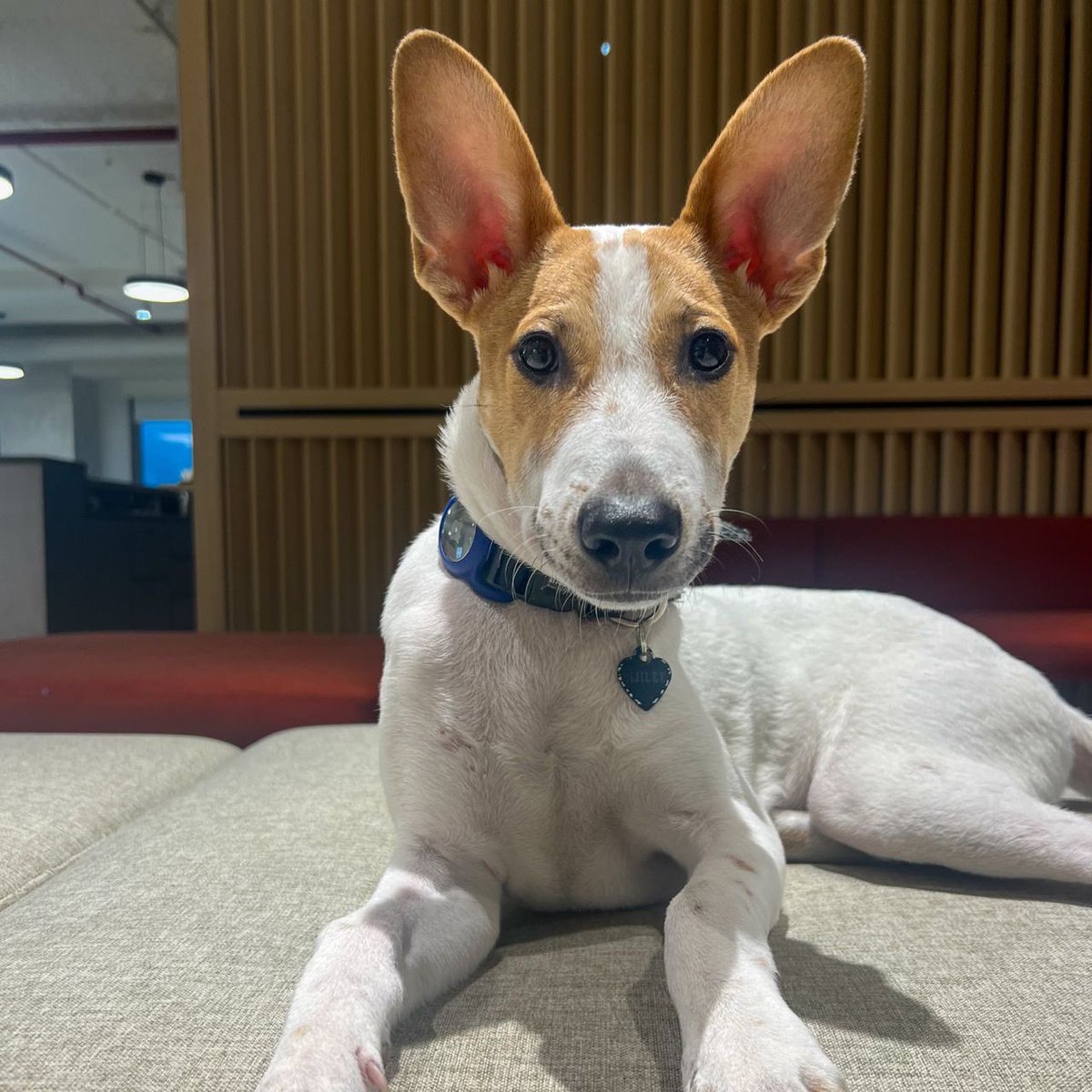 Bhavish Aggarwal tweet media