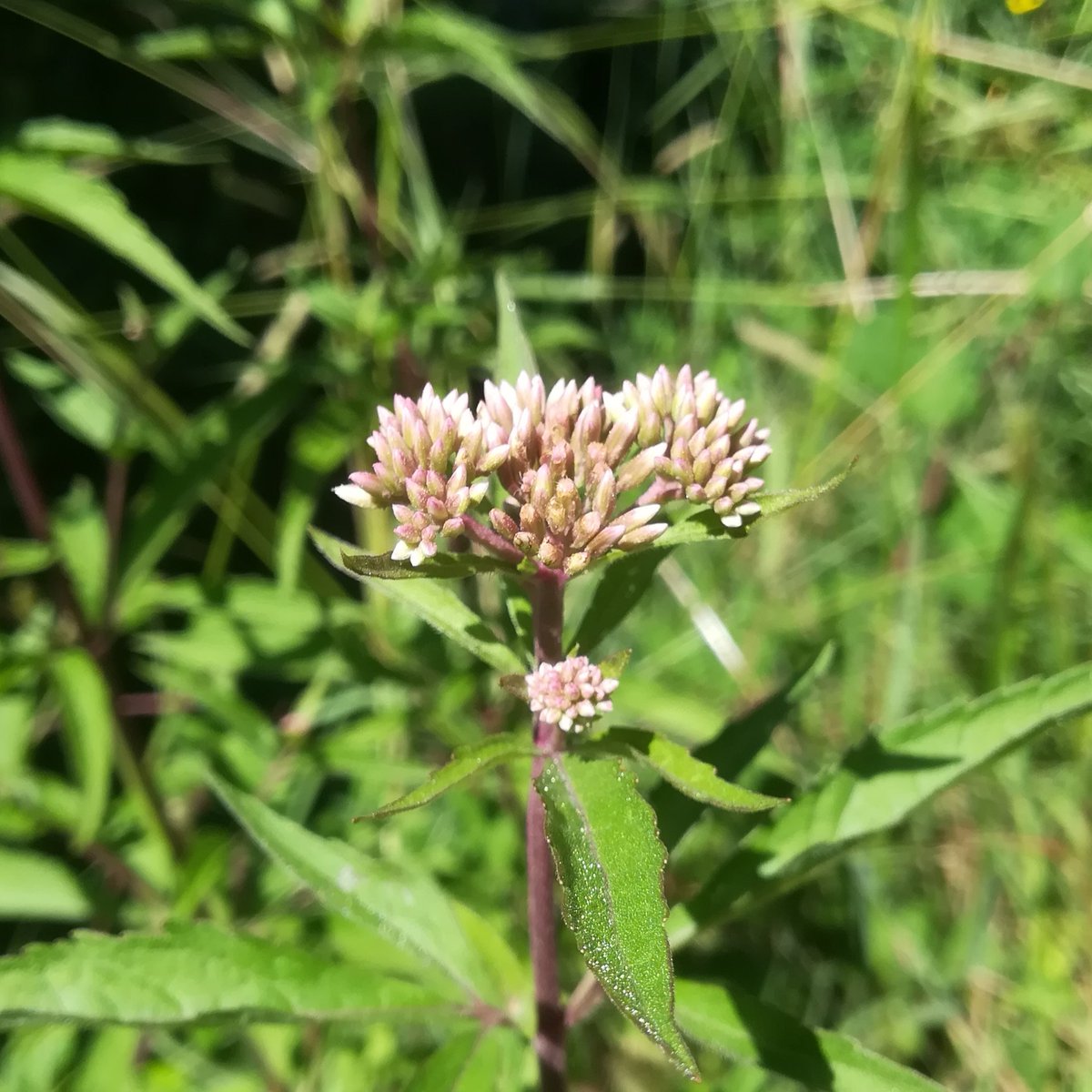 flora_vigo's tweet photo. Herba purgueira (Eupatorium cannabinum).
#Asteraceae
#Vigo #Galicia
#CitizenScience #science #plantas #plants #flores #flowers #wildflowers #flowerlovers #botánica #botanizing #botany #nature #naturaleza #NaturePhotography #biodiversity #biodiversidad #MedioAmbiente https://t.co/A7gkVZsfUo
