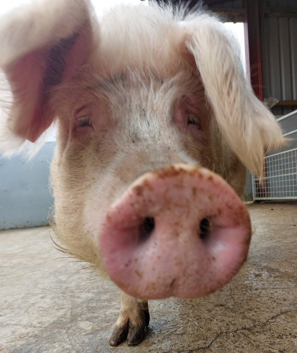 Grahanimal's tweet image. Hello, I&apos;m Tiny, that&apos;s my name rather than my size because I have now grown up, something pigs are sadly almost never allowed to do. Something that I hope will someday change. ❤️🐽

I am so lucky to be living under the care of @BTWsanctuary

#ThursdayMotivation to be a #Pigoneer