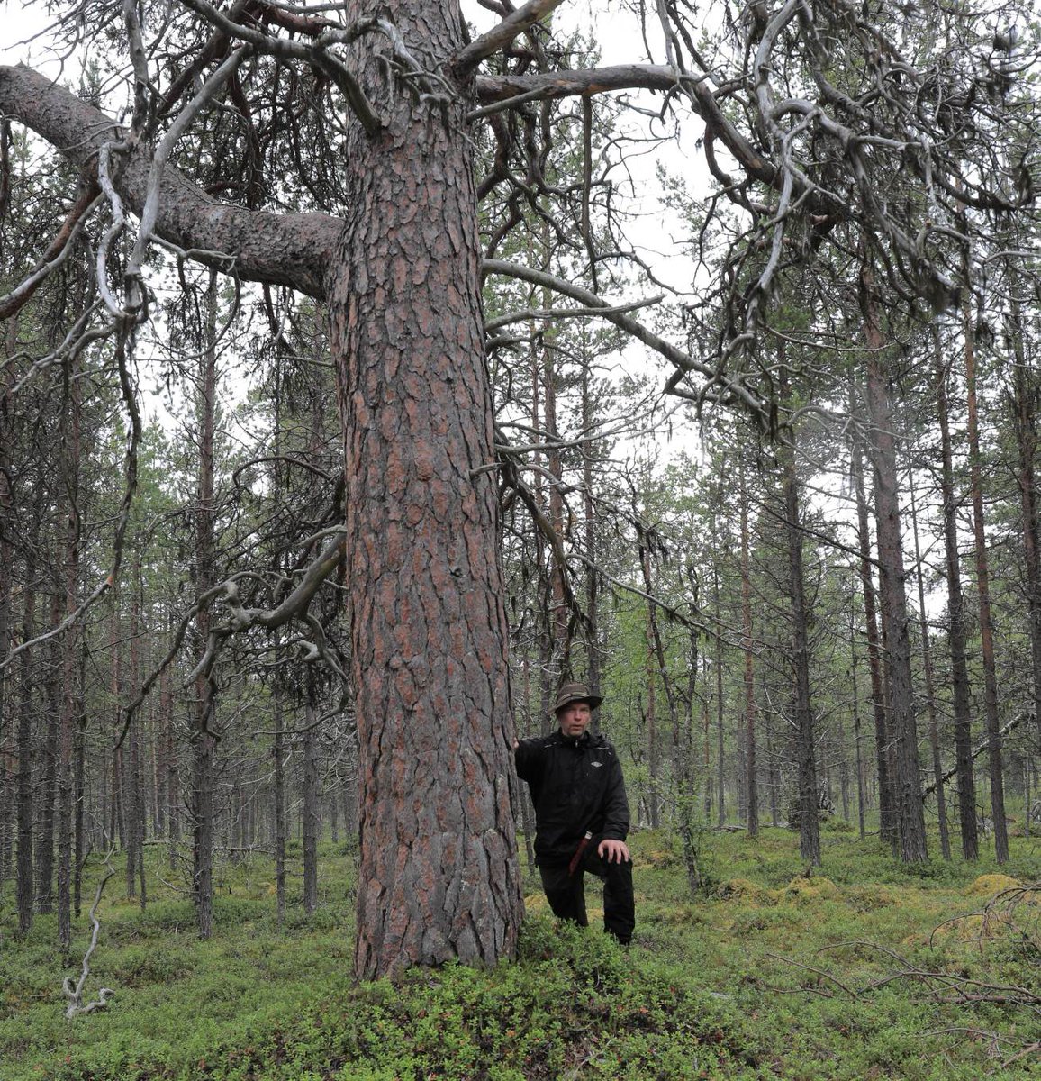 Toistaiseksi talouskäytön ulkopuolella olevaa metsää Inarissa läheltä mäntymetsänrajaa. Paikka on Inarijoen lähellä Vuopmeveadji-joen pohjoispuolella. Metsä on luontaistalousaluetta, mikä usein lasketaan suojelualueiksi, vaikka eivät sellaisia ole. Paksuja puita on paljon.